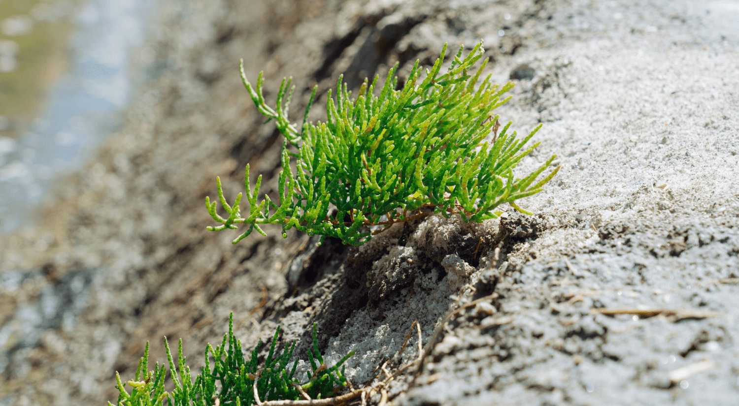 A halophyt plant